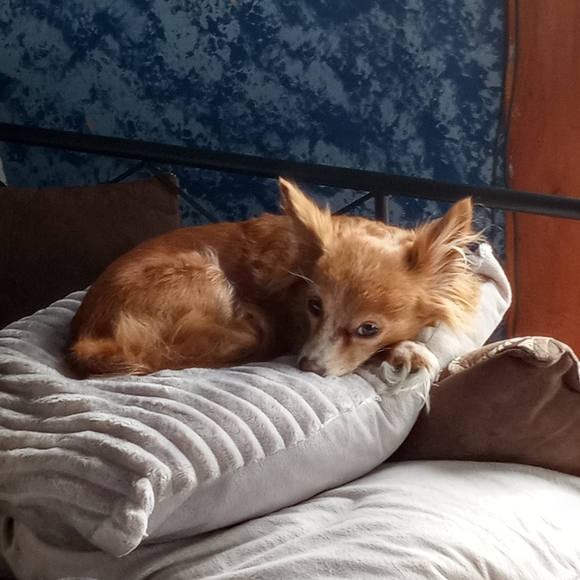 Katacara - Picture 3 of 8